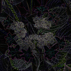 Hydrangea Firebird Hydrangea macrophylla Hydrangea Peter Pan