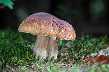 Detail shot of amazing cep mushroom in green moss