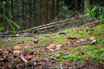 Two little edible mushrooms boletus edulis known as penny bun in moss