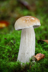Amazing edible mushroom boletus edulis known as penny bun - Czech Republic, Europe