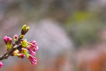 春を告げる河津桜のつぼみ