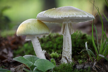 Fototapeta na wymiar Two Amanita phalloides mushrooms commonly known as death cap - deadly poisonous mushroom