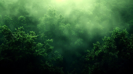 Obraz premium Aerial view of foggy forest canopy