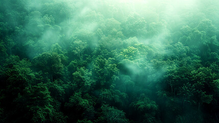 Green canopy swathed in morning mist