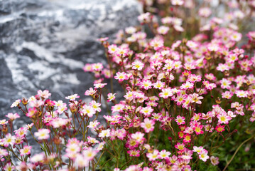 Wiosenne kwiaty o poranku © Elżbieta Kaps