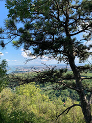 Vienna with Danube with a view from the hill Kahlenberg, tree in Front