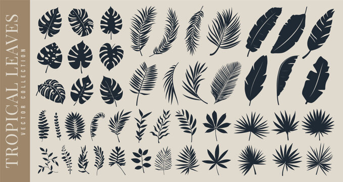 Tropical forest leaf, botanical flower plant, branch, banana and palm leaves silhouette set. Leaf pattern or wedding spa element line art. Summer beach or spring garden leaf. Floral decoration symbol.