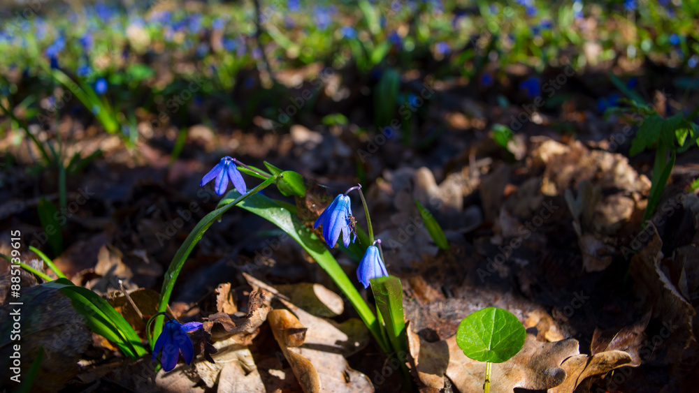 Canvas Prints Flowers of Scilla in the deciduous forest in early spring.