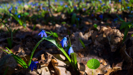 Flowers of Scilla in the deciduous forest in early spring.