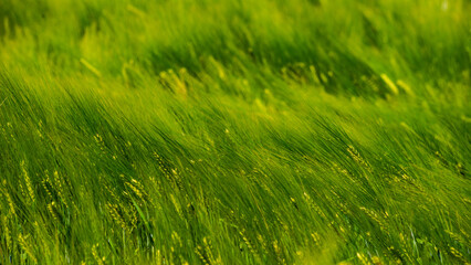 Young green wheat in the field, close -up.