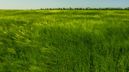 Young green wheat field against the sky.