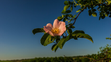 Rose rosehip flower against the background of the sky.