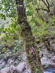 Morigerati - Albero ricoperto di muschio nell'Oasi WWF Grotte del Bussento