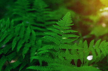 Detailed fern leaves close-up. Bright green fern leaves on a blurred background. Natural landscape.