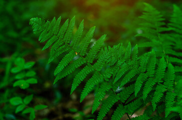 Detailed fern leaves close-up. Bright green fern leaves on a blurred background. Natural landscape.
