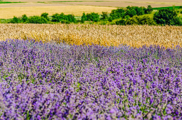 Obraz premium Field of lavender near field of wheat. Green meadow. Natural cosmetics, aromatherapy, agriculture.