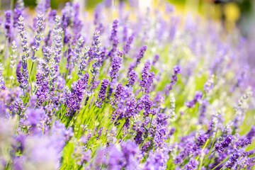 Fototapeta premium Spring lavender flowers under sunlight. Lilac flowers close up. Beautiful landscape of nature with a panoramic view. Hi spring. long banner