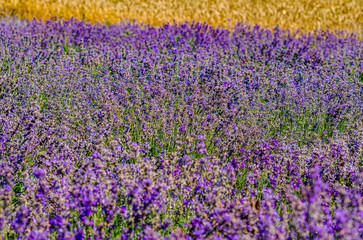 Fototapeta premium Field lavender near field of wheat. Summer landscape. Natural cosmetics, aromatherapy, agriculture.
