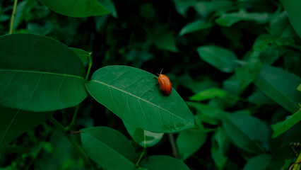 Leaf beetle on a green leaf.