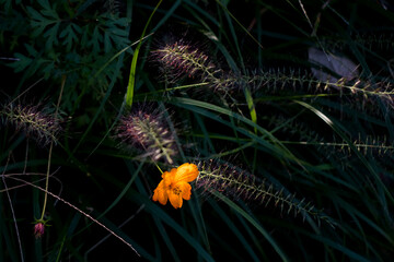 野に咲く、オレンジ色の花
Orange flowers in the field