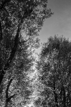 Sunlight through the trees in the evening