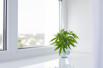 Small bouquet of fresh cannabis leaves in a small glass vase on a windowsill.