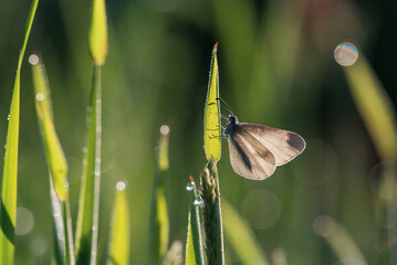 Motyl na trawie o poranku  © Elżbieta Kaps