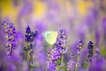 Butterflies on spring lavender flowers under sunlight. Beautiful landscape of nature with a panoramic view. Hi spring. long banner
