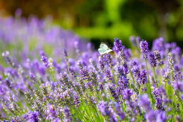 Butterflies on spring lavender flowers under sunlight. Beautiful landscape of nature with a panoramic view. Hi spring. long banner