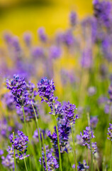 Spring lavender flowers under sunlight. Lilac flowers close up. Beautiful landscape of nature with a panoramic view. Hi spring. long banner