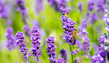 Spring lavender flowers under sunlight. Bees pollinate flowers and collect pollen. Lavender honey. Beautiful landscape of nature with a panoramic view. Hi spring. long banner