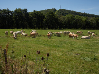 A group of cattle graze peacefully in a green meadow. The cattle are a mix of white and brown, with some calves among the adults. The field is surrounded by trees, and a hill with a tower on top is vi