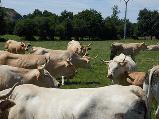 A group of cattle graze peacefully in a green meadow. The cattle are a mix of white and brown. The field is surrounded by trees and the sun shines brightly, illuminating the scene