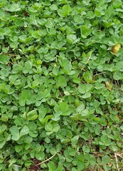 green clovers background