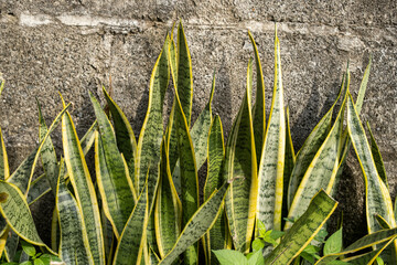 ornamental plants of the tongue in law or Sansevieria that grow wild in the yard with a black wall...