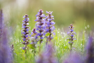 Wiosenne fioletowe kwiaty na łące. © Elżbieta Kaps