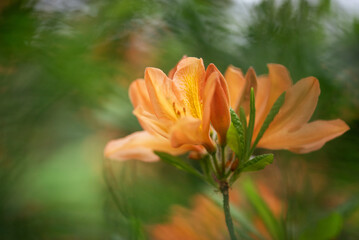 Azalia w kolorze peach fuz w parku © Elżbieta Kaps