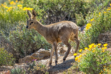 Male klipspringer on a rock between yellow wild flowers