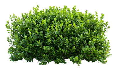 Obraz premium Lush garden green bushes on transparent background