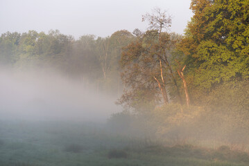 Wiosenny poranek w Pszczynie, Śląsk  © Elżbieta Kaps