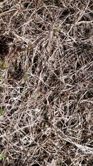 dry grass. dead grass