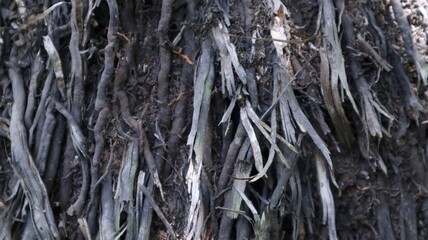 Close-up view of tree roots growing out of the ground