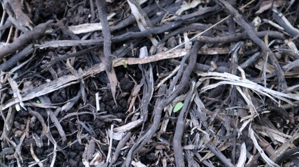 Close-up view of tree roots growing out of the ground