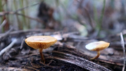 Close-up view of brown mushrooms growing on dead trees in tropical area