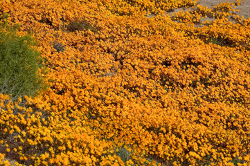 Sea of orange daisies in Nababeep