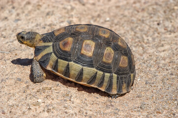 An angulate tortoise in the Namaqualand National Park
