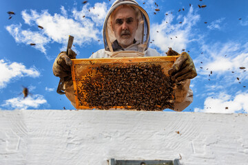 Beekeeper holding a frame full of bees