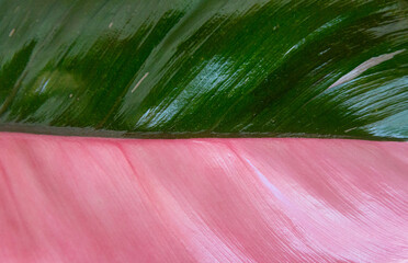 dorsal side of leaf close-up surface, bicolor pink and green, abstract background texture