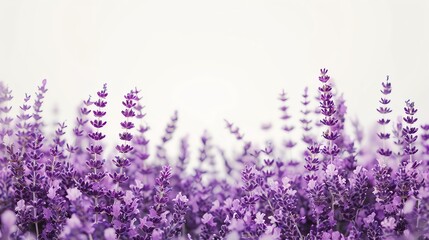 Naklejka premium Purple Lavender Flowers in a Field.