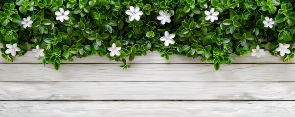 Fototapeta premium Green plants with white flowers growing on a white wooden plank background